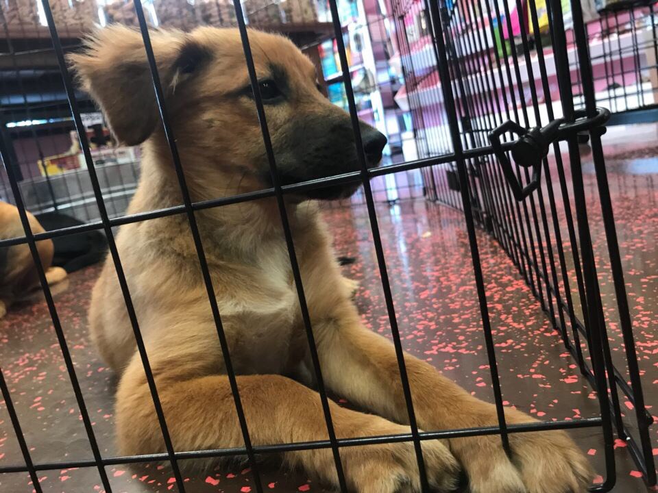 MAB_Seguin's tweet photo. Some of our group helped out an adoption event in San Antonio today in hopes of finding these babies a new home https://t.co/MavR1Q8voe
