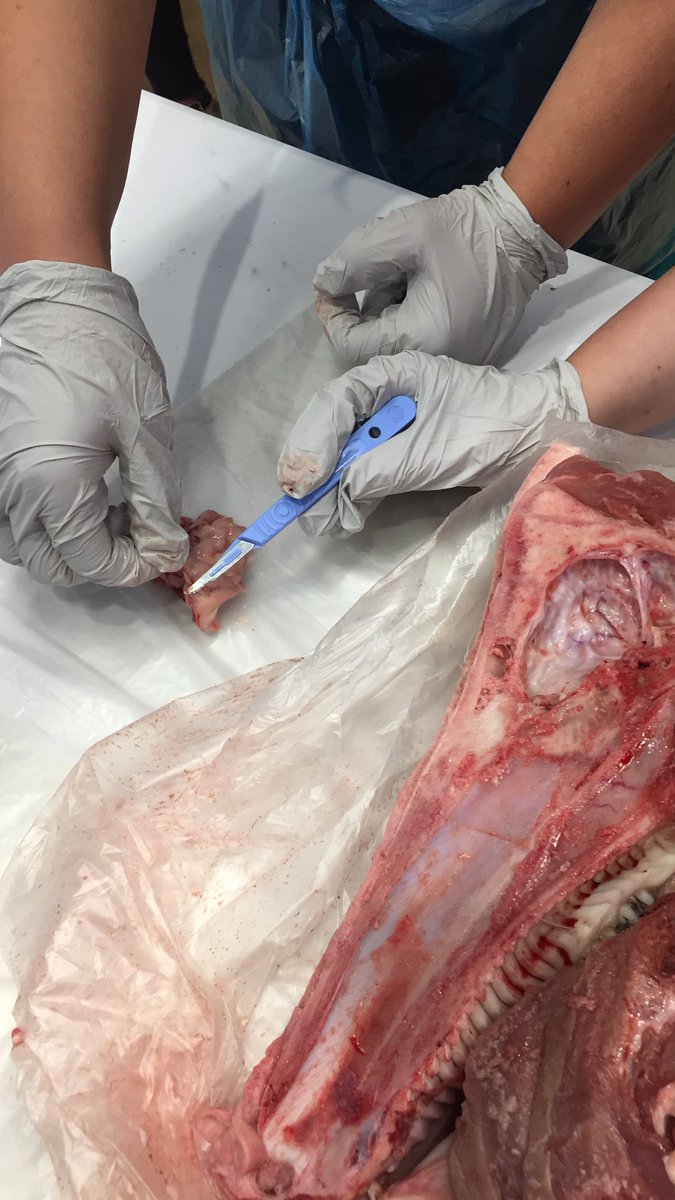 Catherinicle24's tweet photo. Had a fantastic time! Wish I had got more photos but my phone died on me. It was sort of like a prequel to the #bcuknowyourorgans workshop! #VivitExperience #LivePostMortem https://t.co/OvlUhccozz