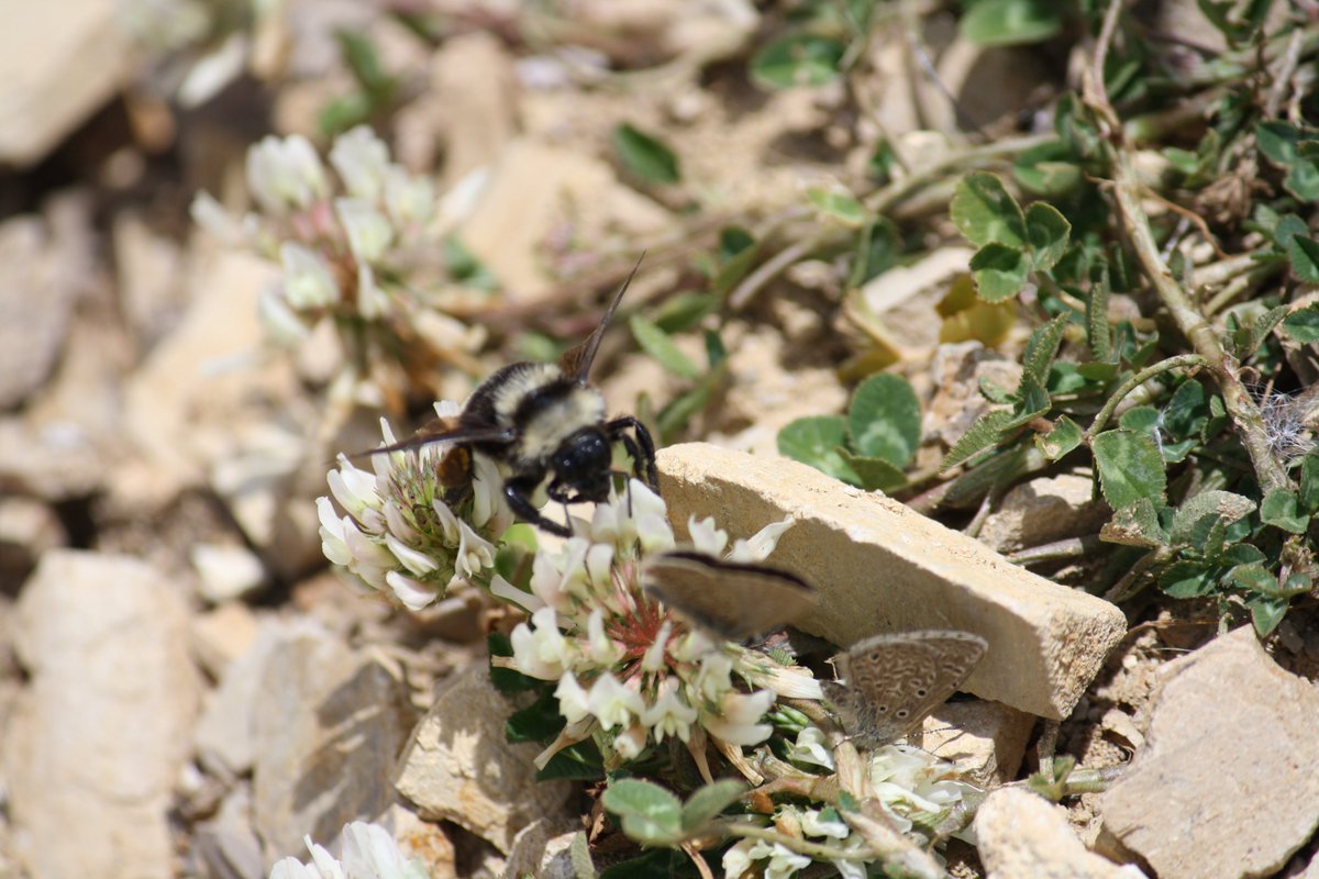 Hoy en <a href="/UnicentroTunja/">Unicentro Tunja</a>  <a href="/GobBoyaca/">Gobernación de Boyacá</a>  <a href="/CORPOCHIVOR/">CORPOCHIVOR</a> <a href="/corpoboyaca/">Corpoboyacá</a>    resaltan la importancia de las abejas para la naturaleza y el ser humano. #PolinizandoFuturo 🐝un buen plan para que tus hijos las cuiden