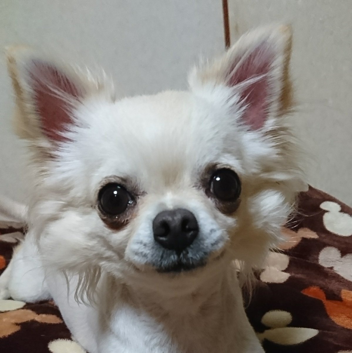 チワワ愛好家 Upfqctycwrm2dxs Twitter チワワ愛好家 Upfqctycwrm2dxs Twitter