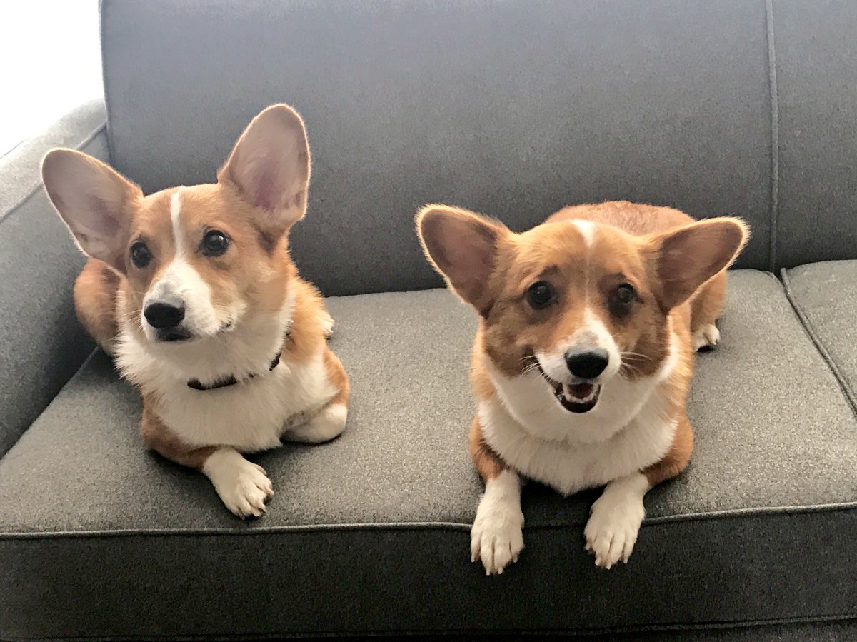 PoorCorgiActor's tweet image. Ohhh goodness... just did a script reading for our new commercial! We Film Thursday! This is gonna be great for dogs, n really great for Corgis! More acting in this than projects we’ve done before! Full team of trainers #tooFun #corgis #family #topSecret #K9Actors #MeetOliver