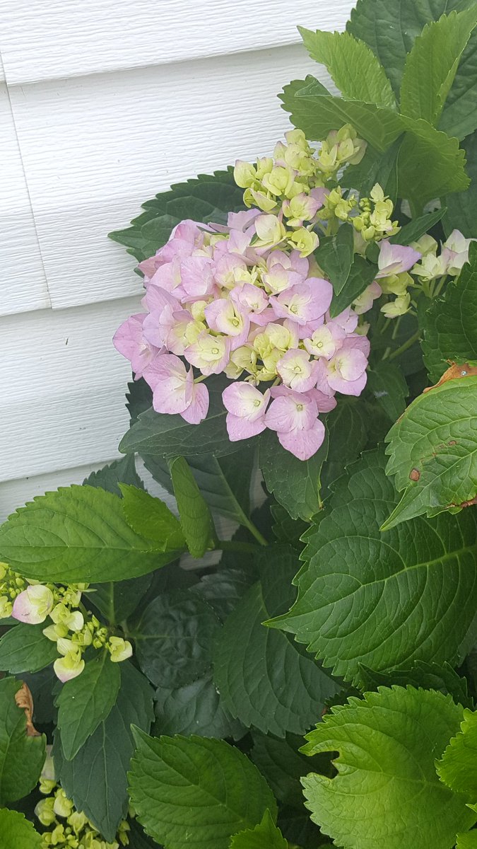 After years of cultivating and propagating hydrangeas, FINALLY A GIRL!!!  #acidicsoil #pinkalicious #southernbeauty