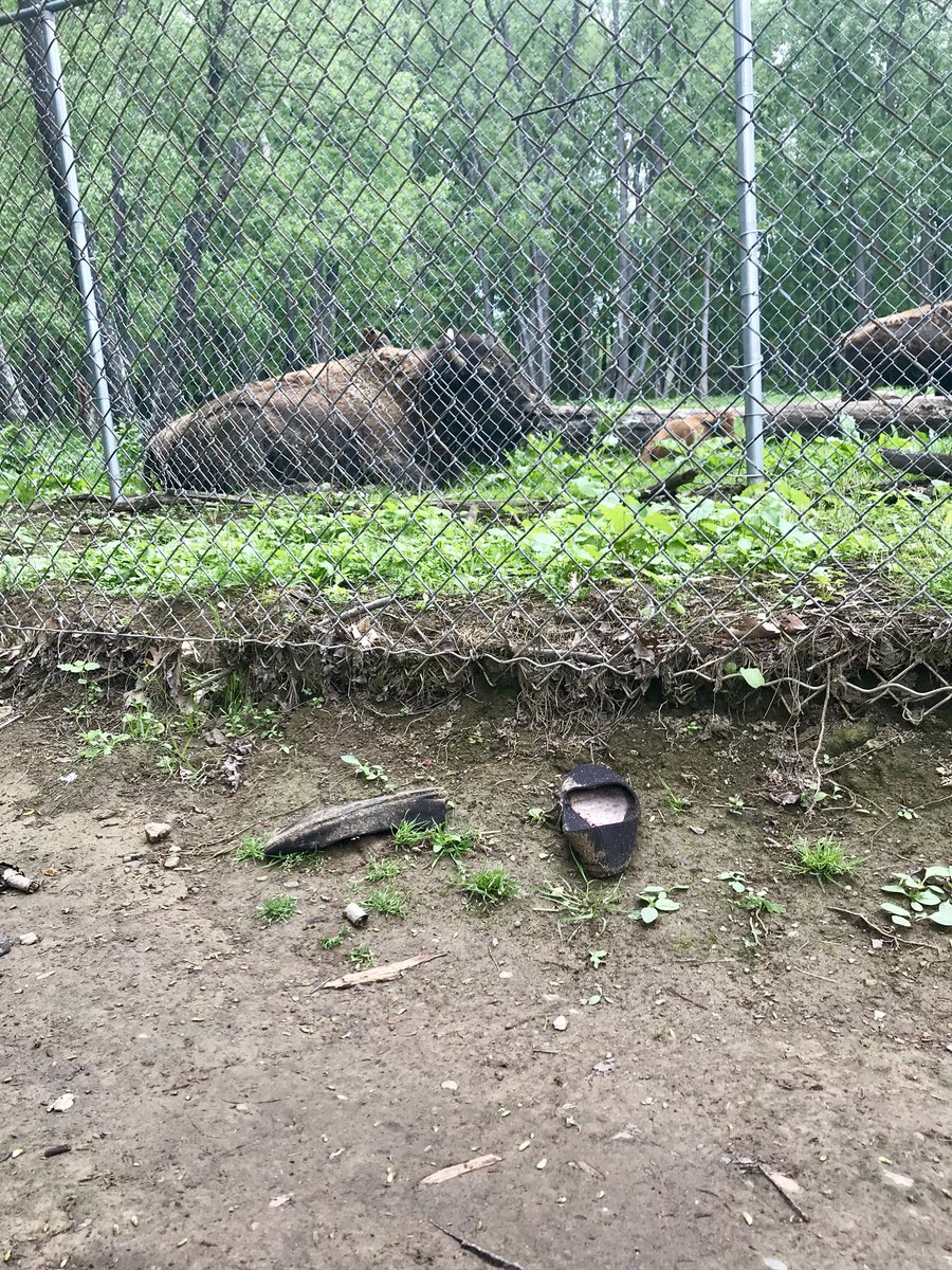 An abandoned pair of shoes and some buffalo. Something bad went down at the Game Preserve...