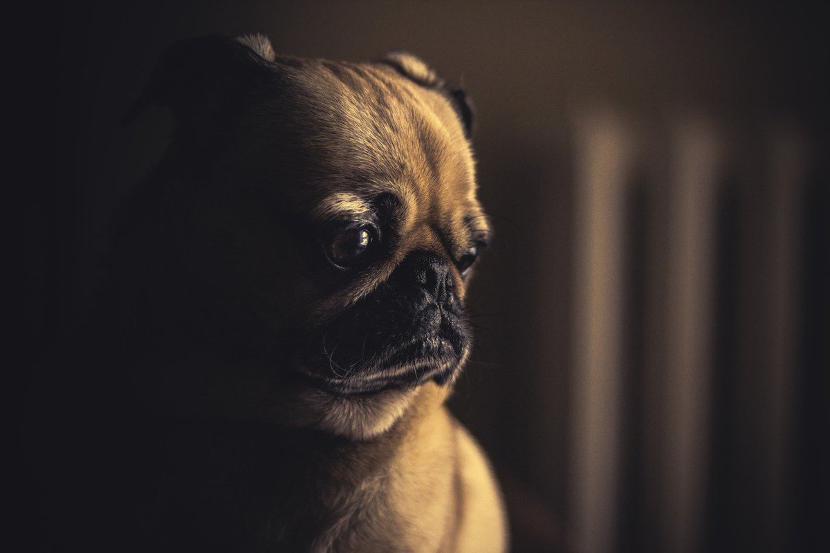 NapatheDog's tweet photo. 20+ Foods That Make Dogs Sick https://t.co/iQFNuo8jNK https://t.co/iZFL6sfDnr