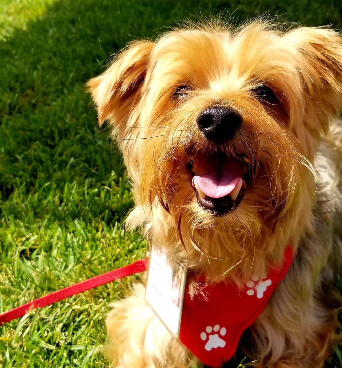 Andreas_Ramos's tweet photo. Meet Guinness, Stanford patient therapy dog at Stanford Hospital. Super nice dog. 10 years on the job. At Stanford #HealthMatters2018 https://t.co/yN00AzmOth