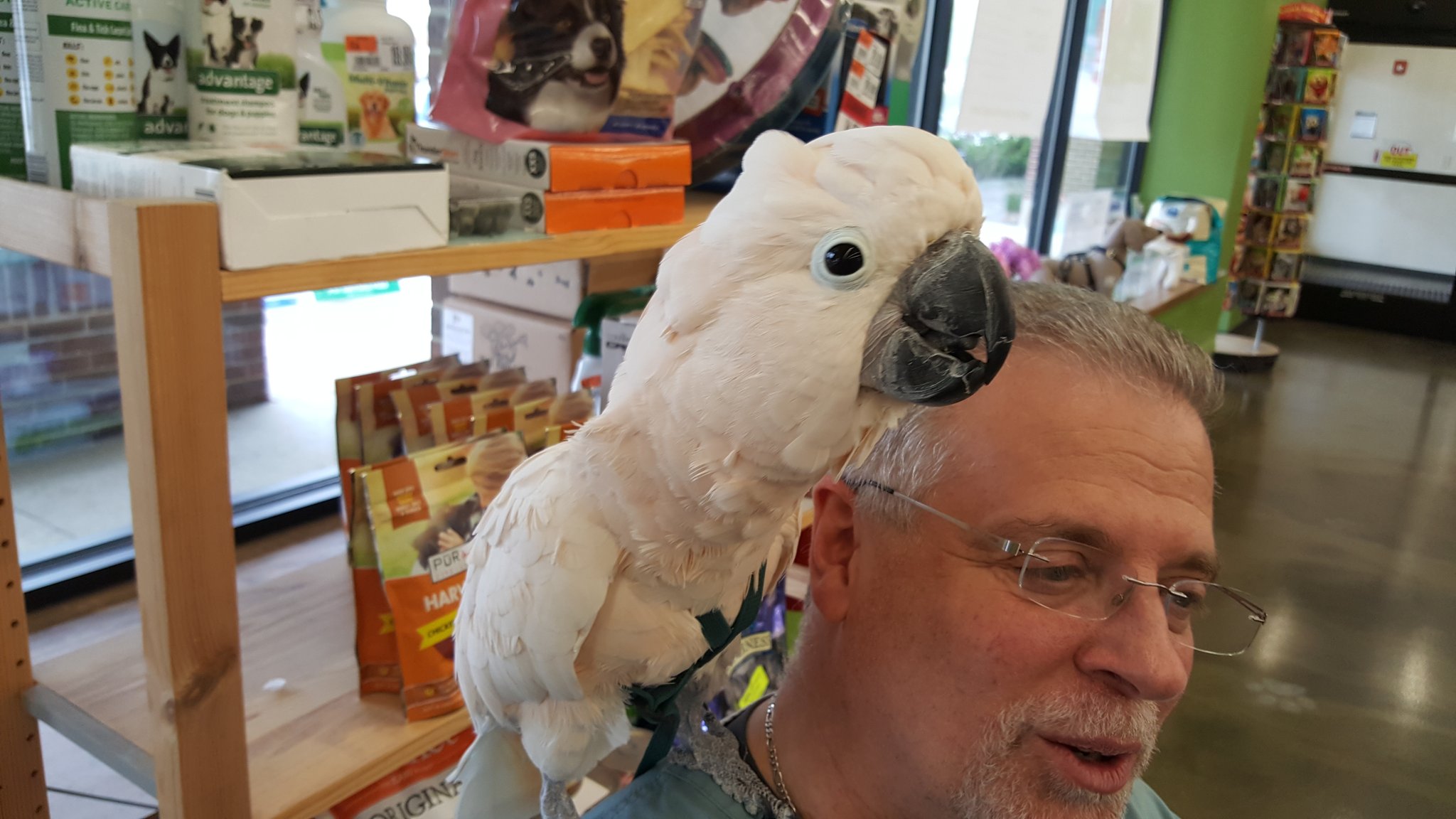 Rescue the Birds on X Come visit us at Pet Supplies Plus 9 Waukegan Road Deerfield Illinois from 12 until 3 meet some of our feathered friends RescueTheBirds meetthebirds owls parrots