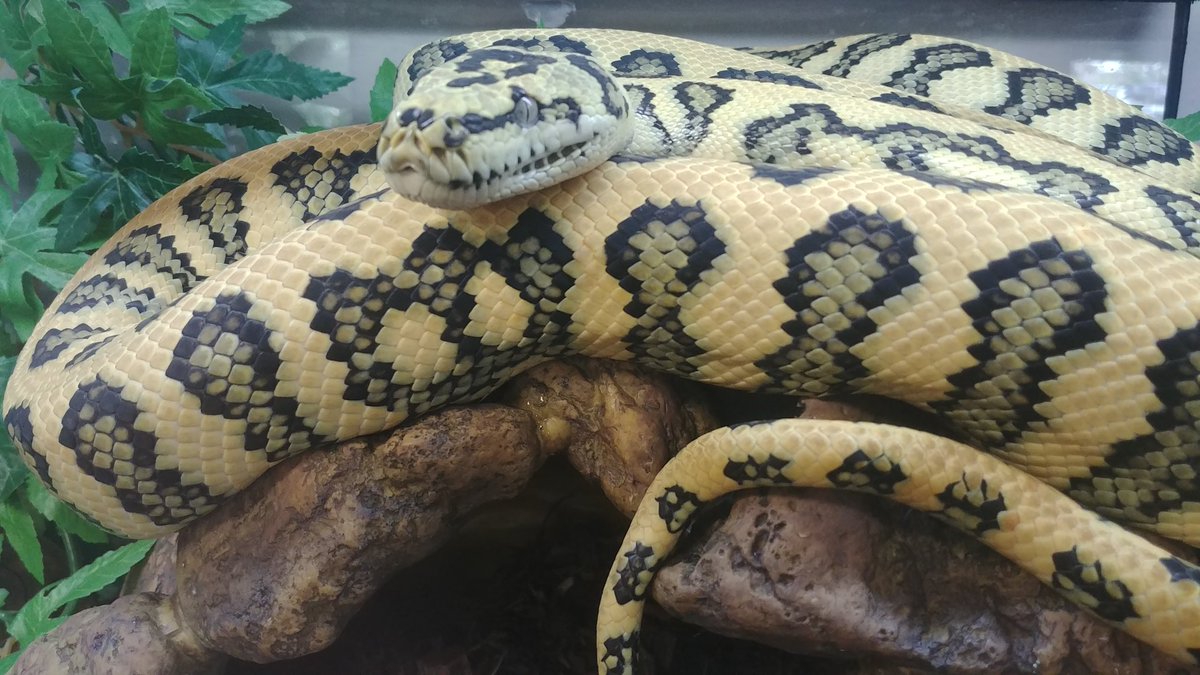 Beasties719's tweet photo. A mesmerizing gaze from a jaguar carpet python! #coldblood #slither #Python #scaled #beauty https://t.co/q7hiDhpdrR