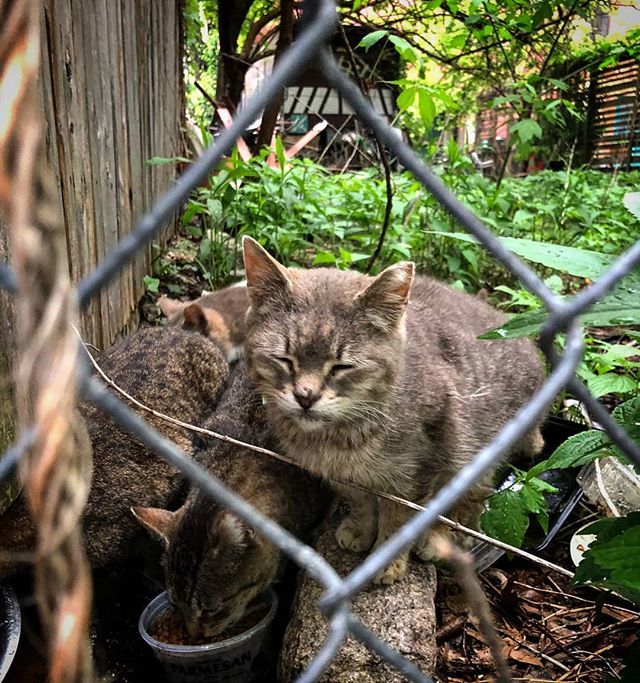 GreenpointCats's tweet photo. **LOOKING FOR VOLUNTEERS** Guys! We've adopted a new colony! And now we are looking for an amazing volunteer to join our team. Right now we have most days covered, feeding once, but we're looking to double up because these sweet babies are hungry!

Volun… https://t.co/pI0zURW3qC https://t.co/ITpuGAWKxQ