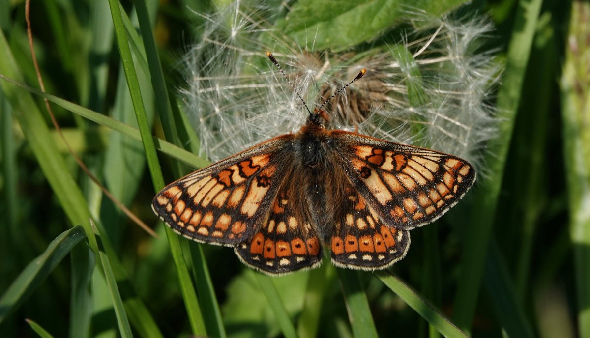 Marsh Fritillary with a little variety (not a lot) at Martin Down this afternoon. Over 30 counted. @NatureUK @savebutterflies @thewildoutside