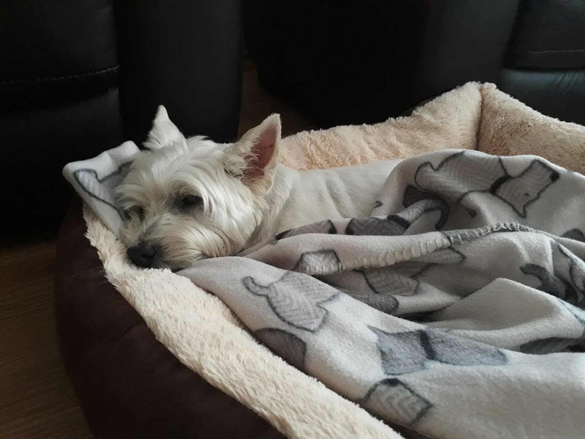 Time for a snooze after a hard day sunbathing #westiesoftwitter  #westies #westiesoftwitter