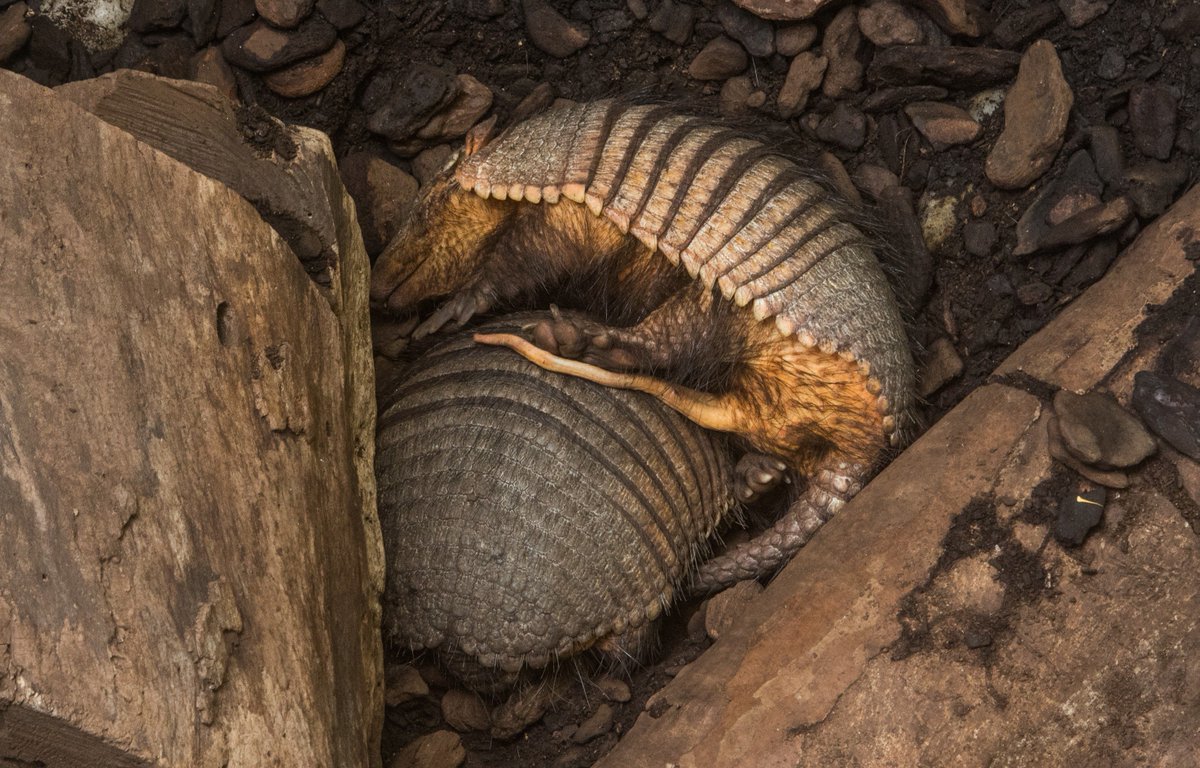 armadillo pénisz