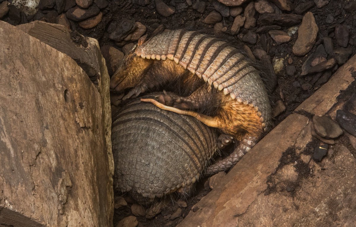 armadillo pénisz)