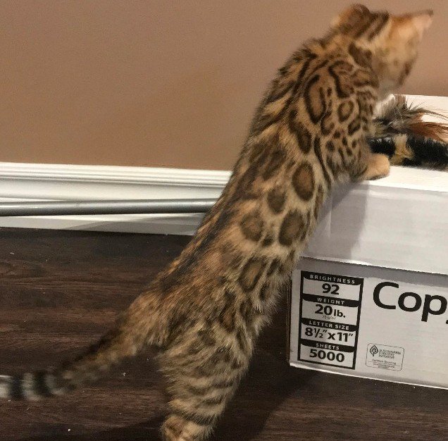 ontariobengals's tweet photo. Available Kitten! - https://t.co/SCCMnnR3ig https://t.co/fi9m4skH1J
