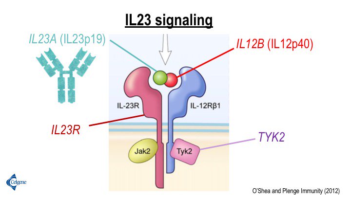 Robert Plenge בטוויטר The Il23 Signaling Pathway In Psoriasis Has Particular Strong Genetic Support Both Subunits Of The Il23 Ligand One Subunit Of The Il23 Receptor And Multiple Intracellular Signaling Molecules T Co Czsxf5uhcu
