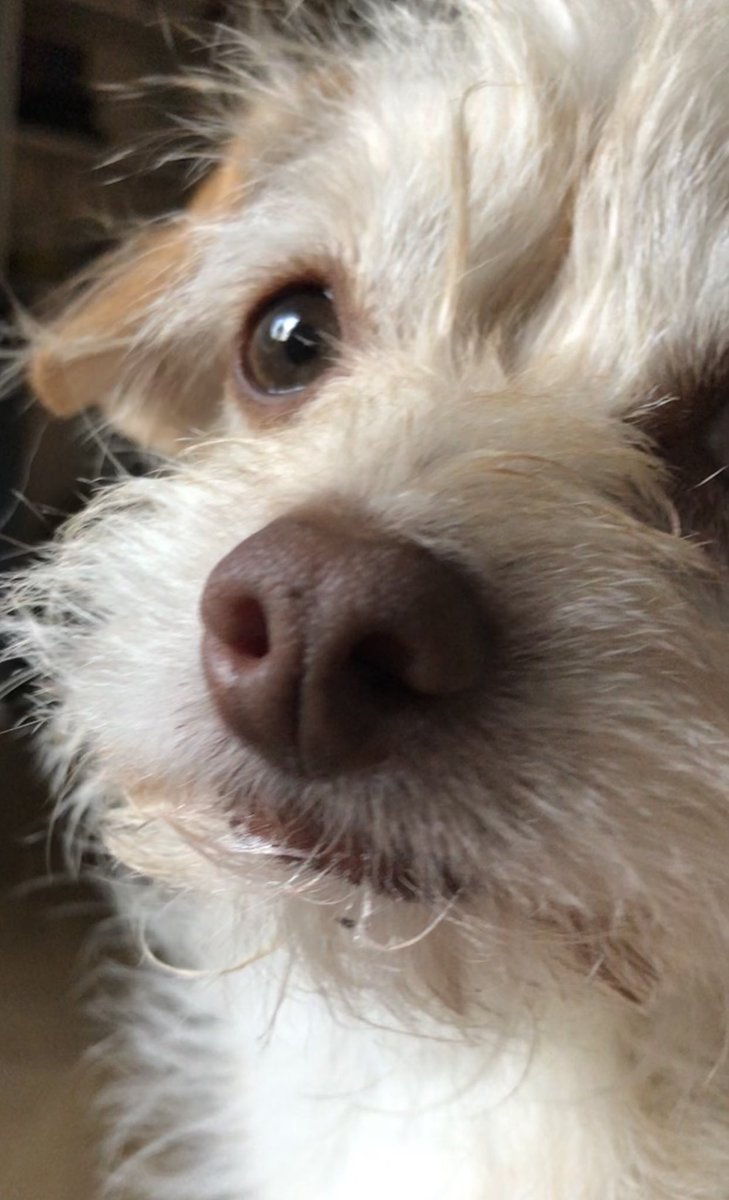 Triplet_Pups's tweet photo. Handsome #puppy #Saturday #choodle #Fred https://t.co/9fHqLJ7pLM