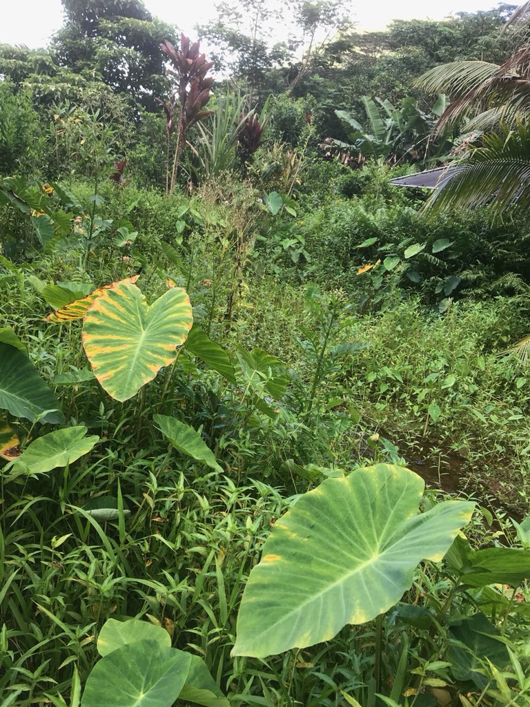 HwnElectric's tweet photo. Bright and early this morning our employees participated in projects, such as weeding, mulching and planting in a work day at Kumuola. #peoplepowerproject https://t.co/IlijHG35Us