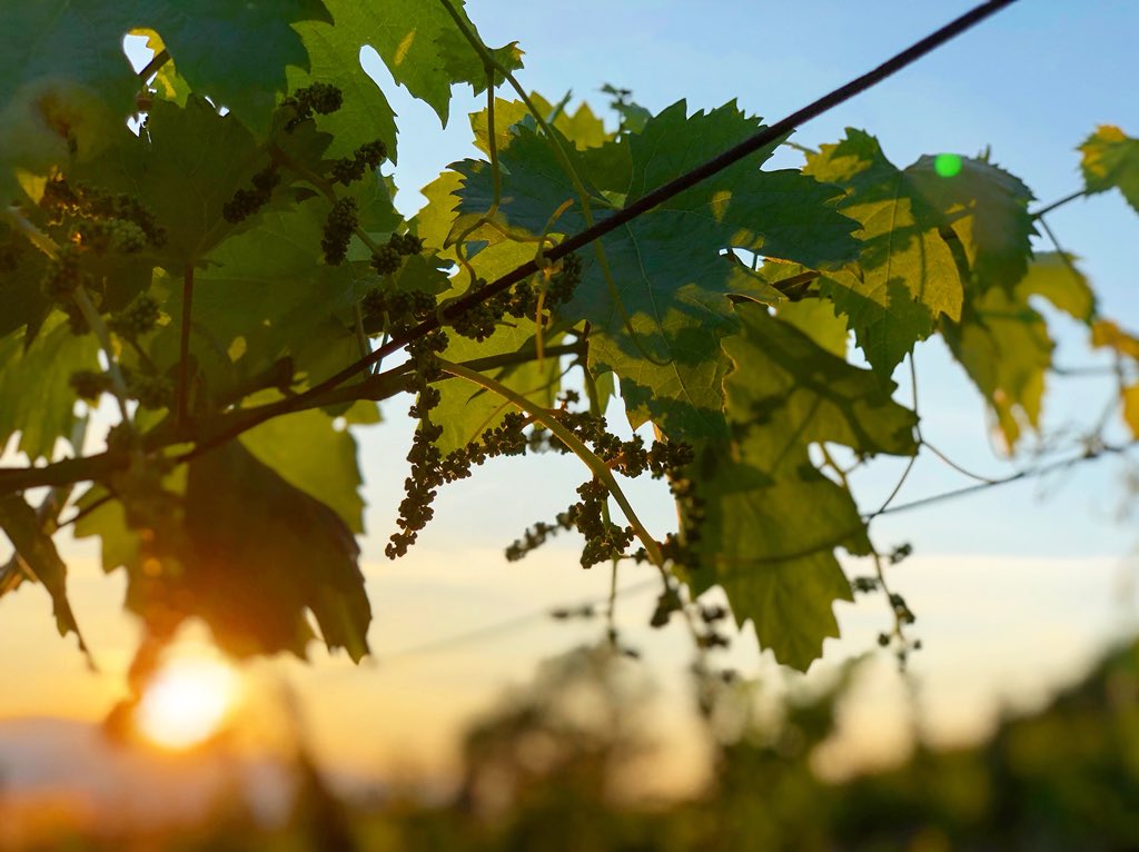 A new vintage is getting to life in the beautiful hills of #Soave 🤩 #soavepreview2018 #winelover #wine