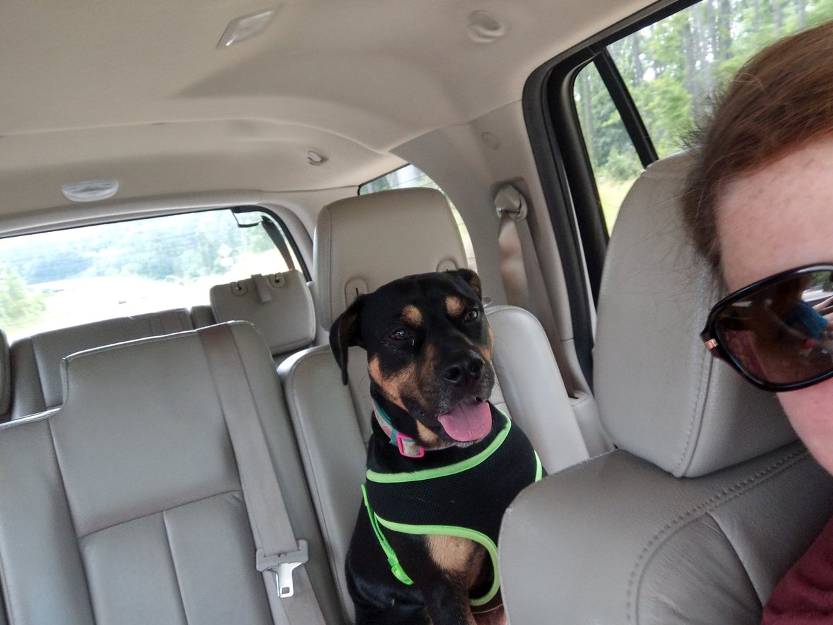 JaggardTech's tweet photo. Tango's first @DoDahDay Before and after! Fun in the sun! 🤣🤣🤣 https://t.co/BOqf6ceOd4