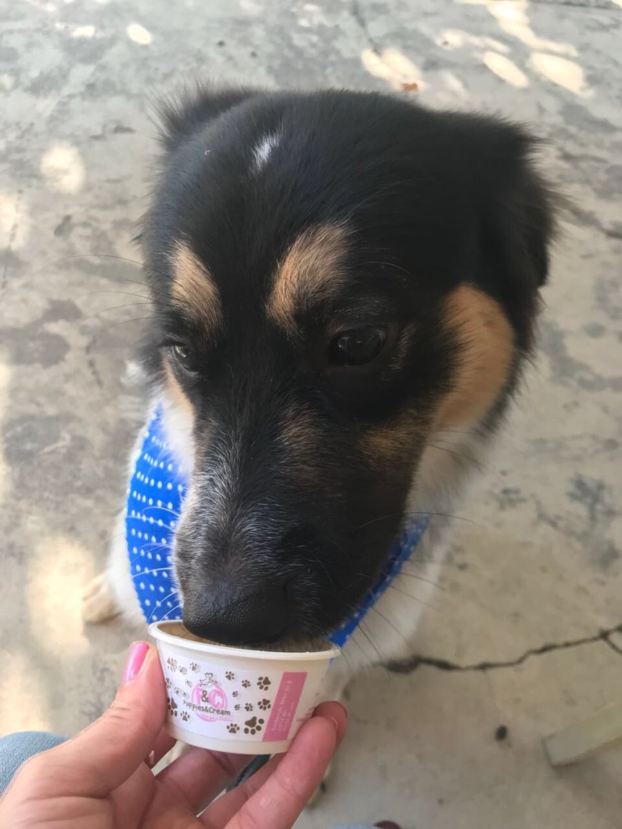 Con este calor se antoja un rico helado de <a href="/puppiesandcream/">Benjamin Kirchner</a>  búscalos en <a href="/HappyDoggy/">김하피</a> de la #ColoniaNapoles <a href="/ColDelValleBJ/">Colonia Del Valle, Benito Juarez, #CDMX</a> <a href="/vecinosnapoles/">vecinosnapoles</a> <a href="/LaNapolesCdMx/">La Nápoles CdMx</a>
