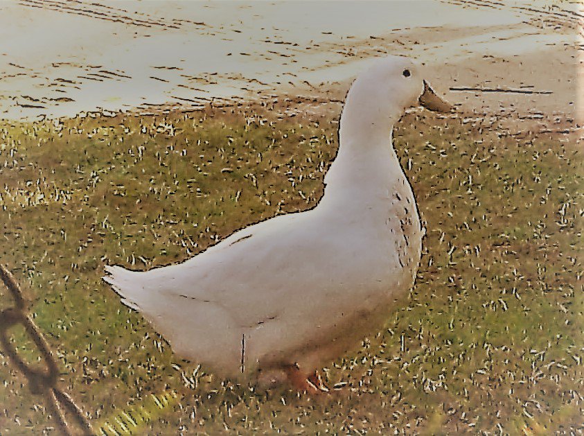 PeggyMercer's tweet photo. #Alwanda the #BluesDuck news....I had to move her nest because it filled with water and she made another one next to house...I move all ten eggs and she has now laid three more...#13EGGS yee haw...we are working it. https://t.co/myYKkhcSp1