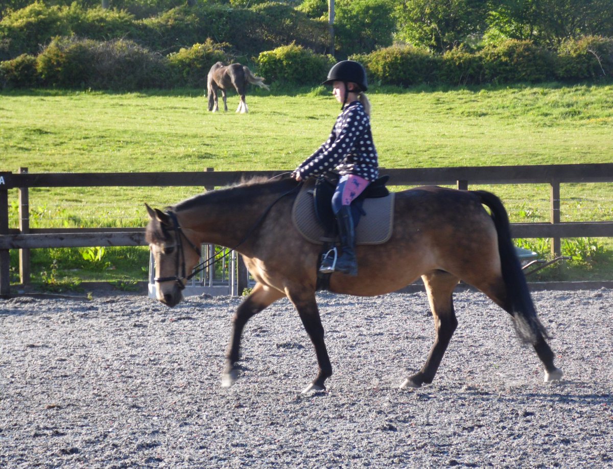 AEequestrian's tweet image. Emmy &amp;amp; Honey training yesterday. We are all very optimistic about the future for these two 🦄😎 #dressage #PonyHour #horsechathour #Horses