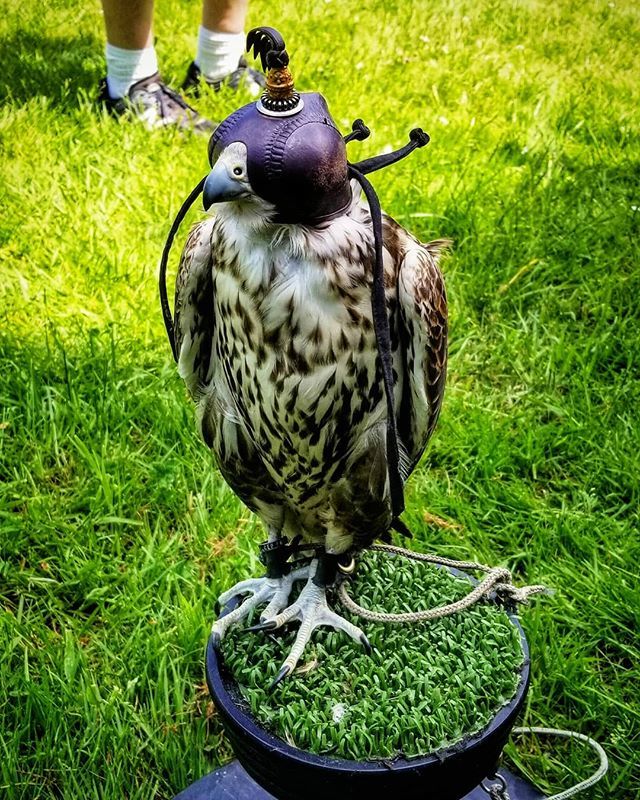 A Saker Falcon, with the styling hood, taking a break before a flight demonstration at Seward Park.
.
.
.
#bird #birds #birding #birdsofinstagram #pnw #pnwdiscovered #falcons #falcon #seattle #sewardpark #audubon ift.tt/2x1OAWu