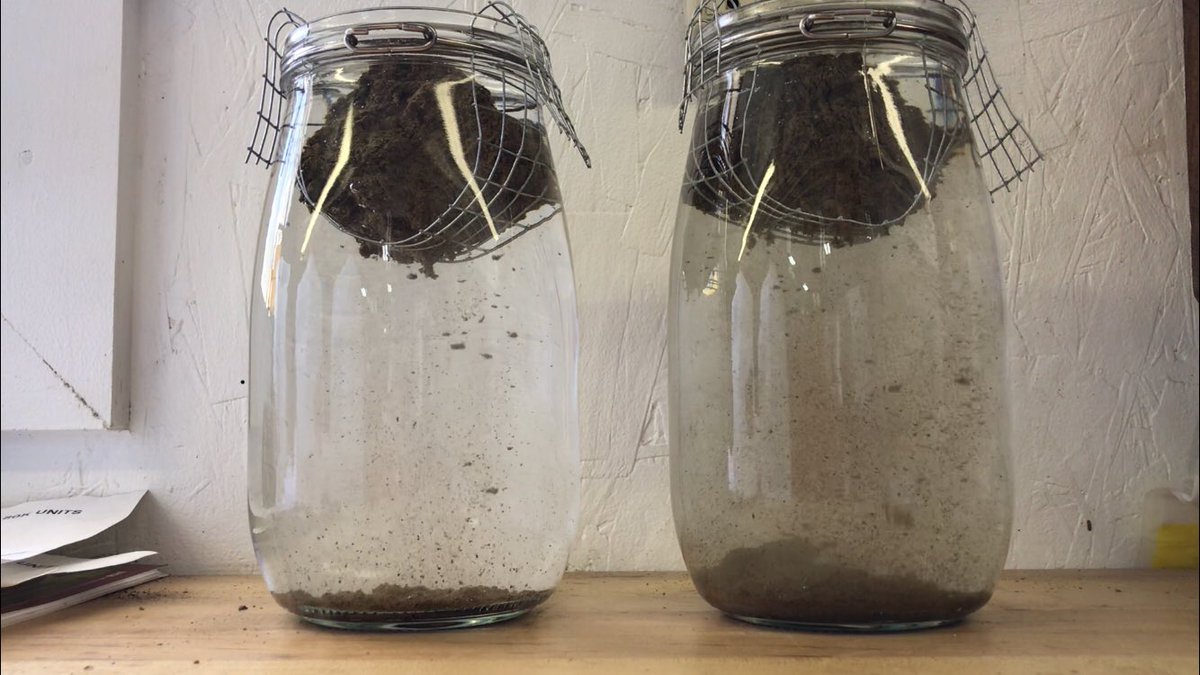 jones_jennifer_'s tweet photo. It’s #SoilScienceSaturday & I tried the Slake test on my own for 1st time. Comparing how no-till vs tilled soil holds up during rapid wetting. Tried it 3 times & got mixed results, possibly b/c I made a rookie mistake & the two fields were in different cash crops last year https://t.co/fIPB860i5f