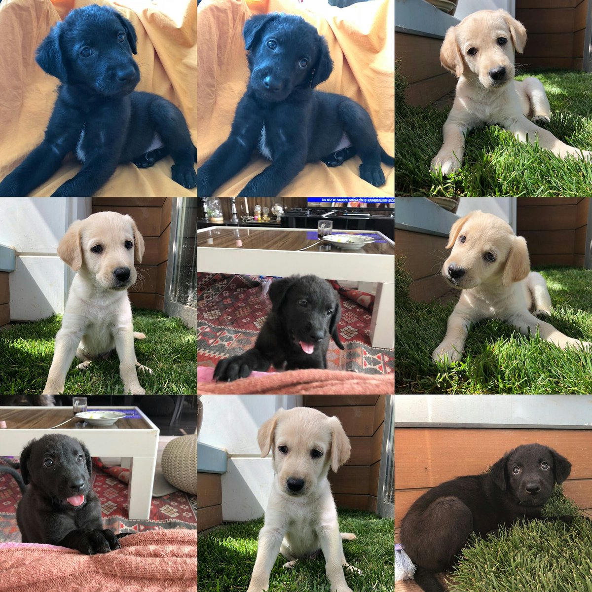 2 AYLIK OLAN YAKIŞILIK BEBEKLERİMİZE ÖMÜRLÜK YUVALAR ARIYORUZ 
İSTANBUL / ZEYTİNBURNU
İLETİŞİM : 0535 826 0550