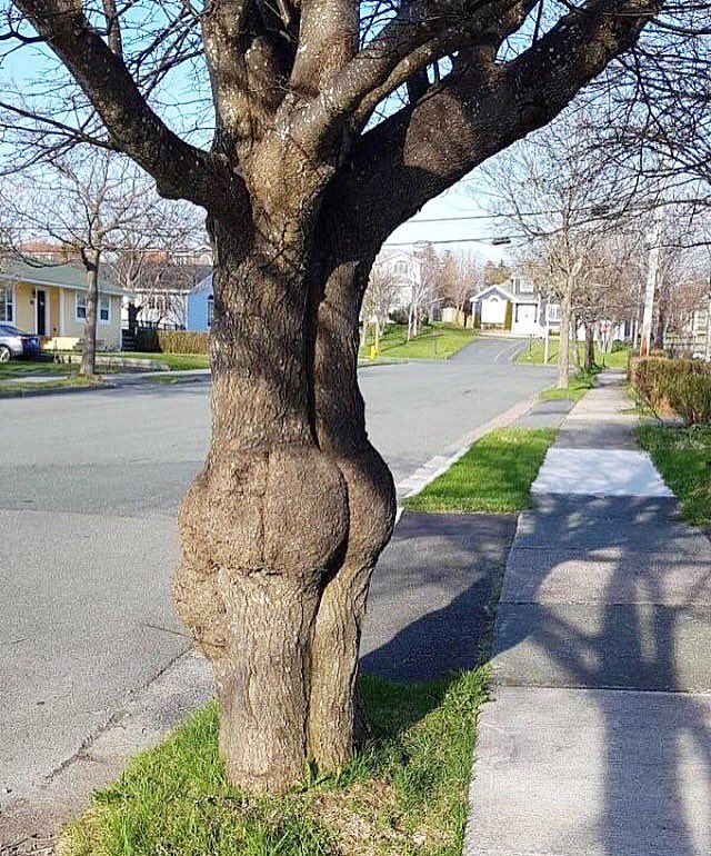 ScottWarner18's tweet photo. Groot is outside flashing people. https://t.co/c7MGX5OPGT