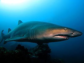 Don't miss Haai Shark Encounters today at 1:30pm, 3pm, 4:30pm, and 7pm at the Shark Theater!