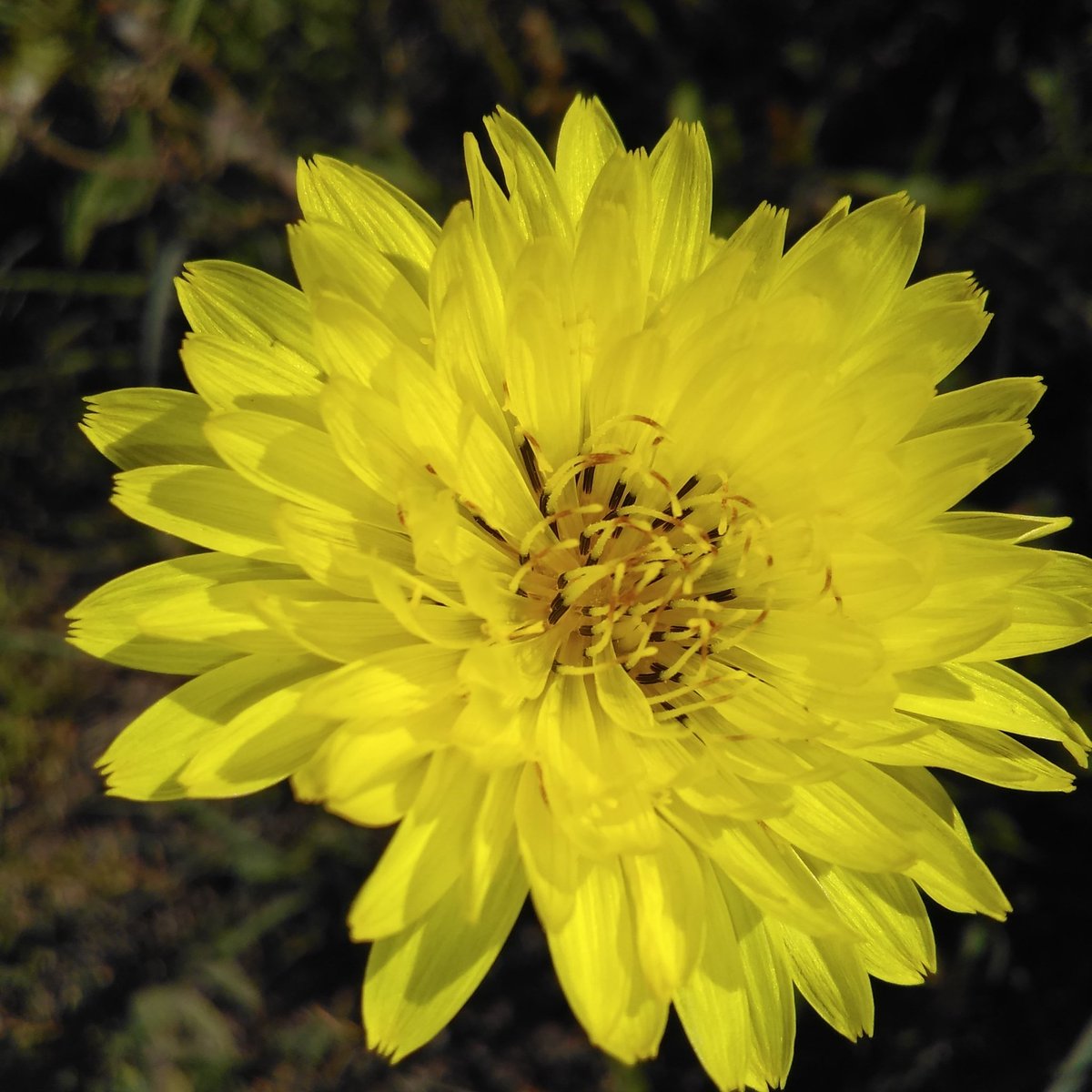 Sunshine Daisy
its amazing what light you can find in late morning.
#Nofilters
#wildflowers
#flowers 
#yellow 
#morninglight
#sunshine
#slender_vervain
I love taking the time to stop and take a closer look at the every day things around me and share how wonderful they are