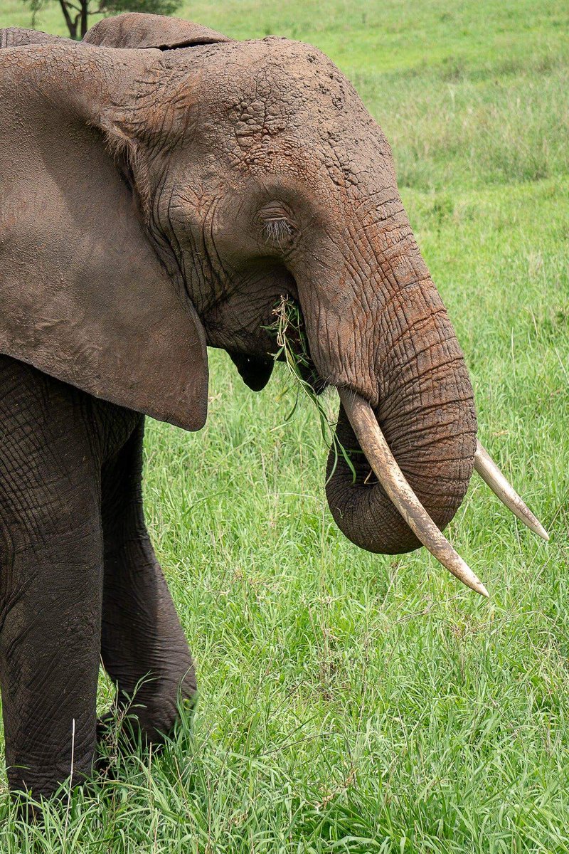 great animals in national parks of #tanzania