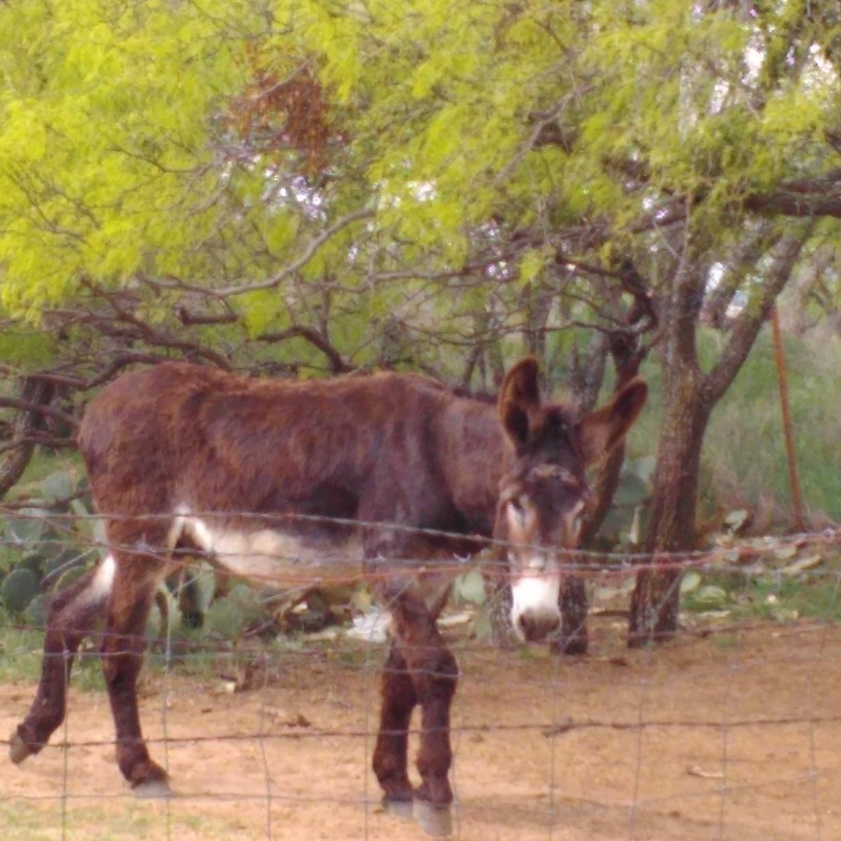 Donkey in the Mesquite Woods.
 I couldn't help but stop and take this picture. He was so beautiful.
#Donkey
#Mesquite
#Farmanimal
#Spring
#Brown
#ranch
#nofilters
#slender_vervain
#ranch
#barbwire