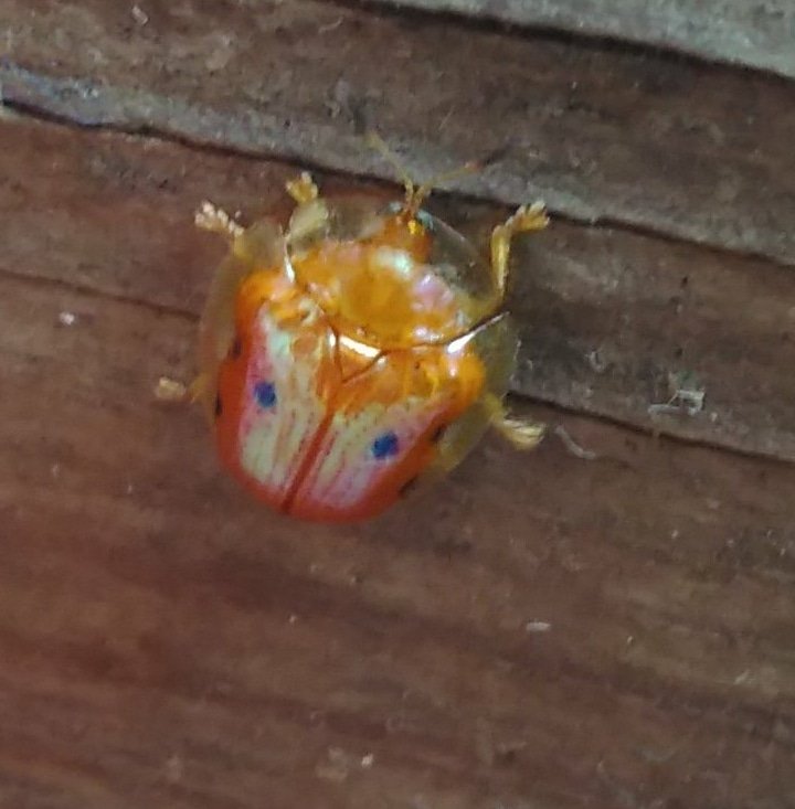 Golden ladybird aka ladybug.
This little guy was solid gold when I took him out of the water. He was in the greens from the garden.

#ladybird
#ladybug
#golden 
#insect 
#garden 
#nofilter
#slender_vervain
#wood
#bug
#gold