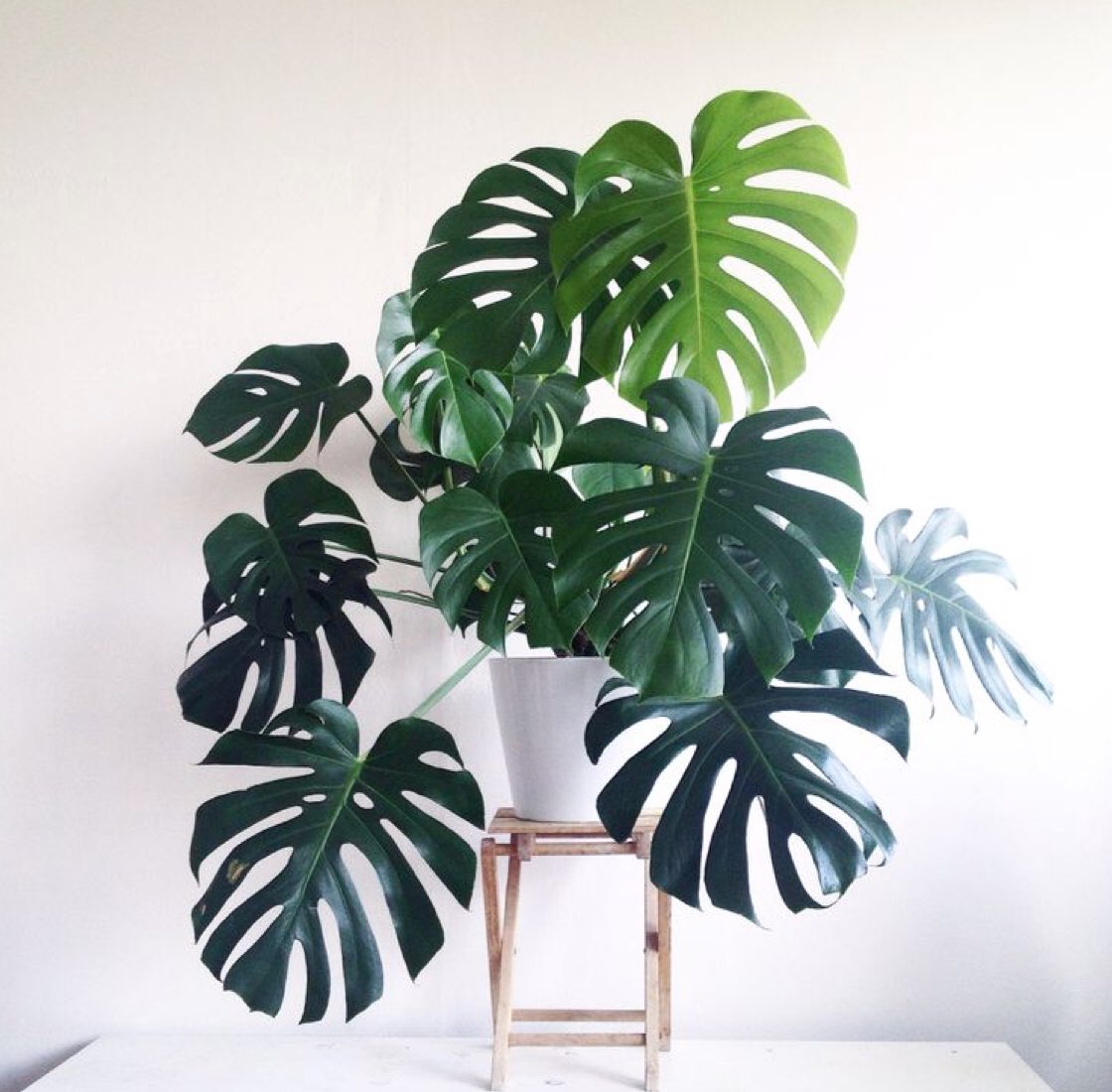 MarkProServices's tweet photo. Lean, green and serene - we love a #cheeseplant https://t.co/zDvzebMmQy