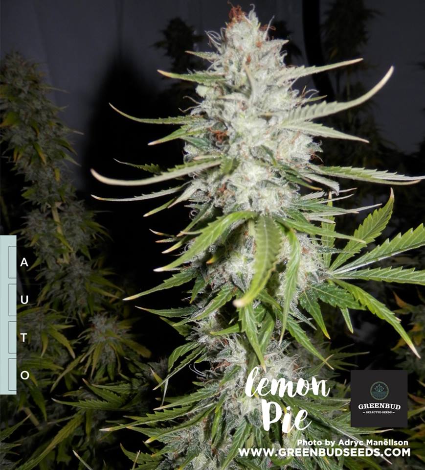 rebecaoghydro's tweet photo. @GreenbudSeeds @AdrycManellson #LemonPieAuto 24 Julio 2017 🧐🧐🧐 https://t.co/pczWeqwzNo