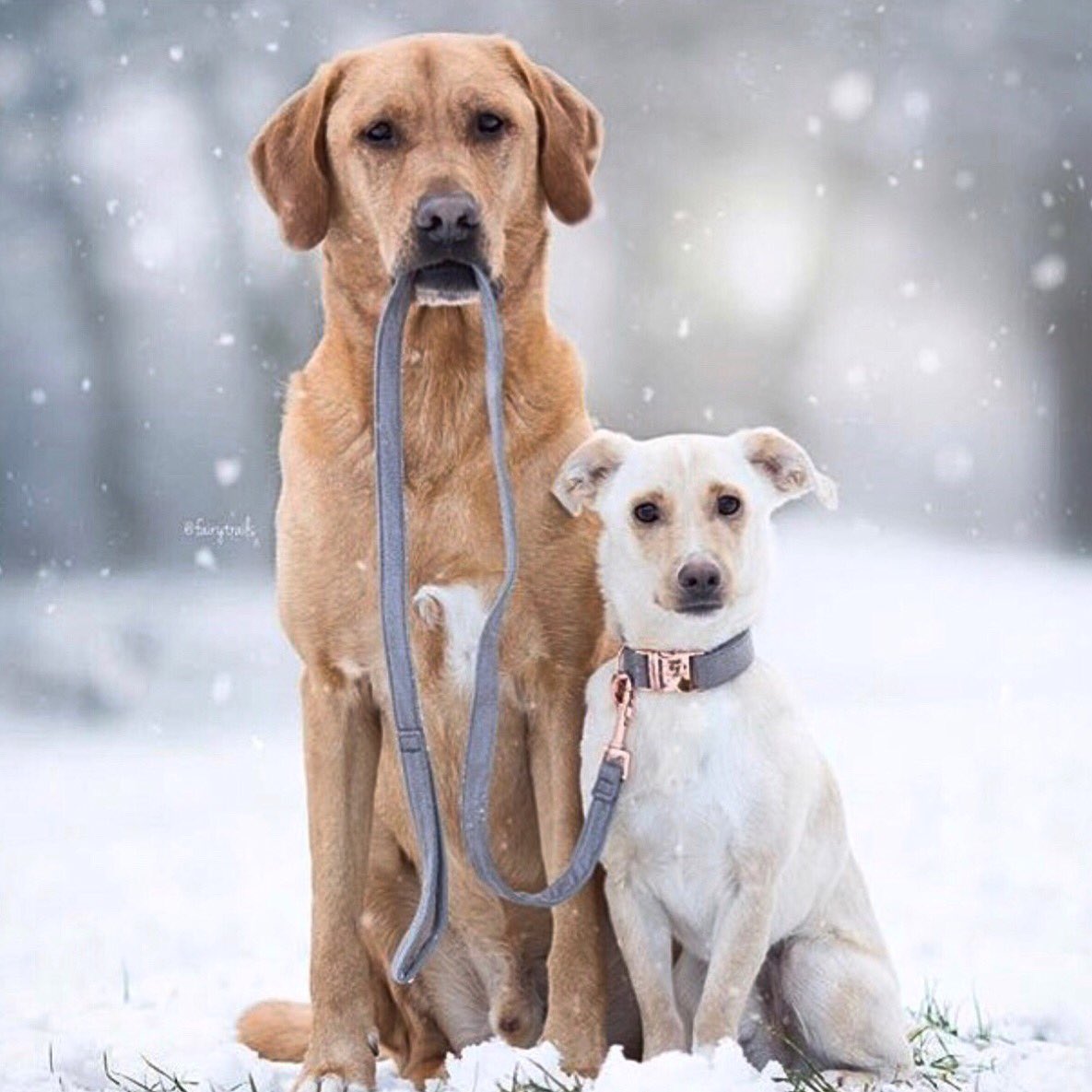 CampCookstown's tweet photo. “Friendship Isn’t Always About The Big Things, It’s About A Million Little Things” 

#DogFriends
#DogsLife
#Dogs
#DogLovers https://t.co/9iXDYTaJPC