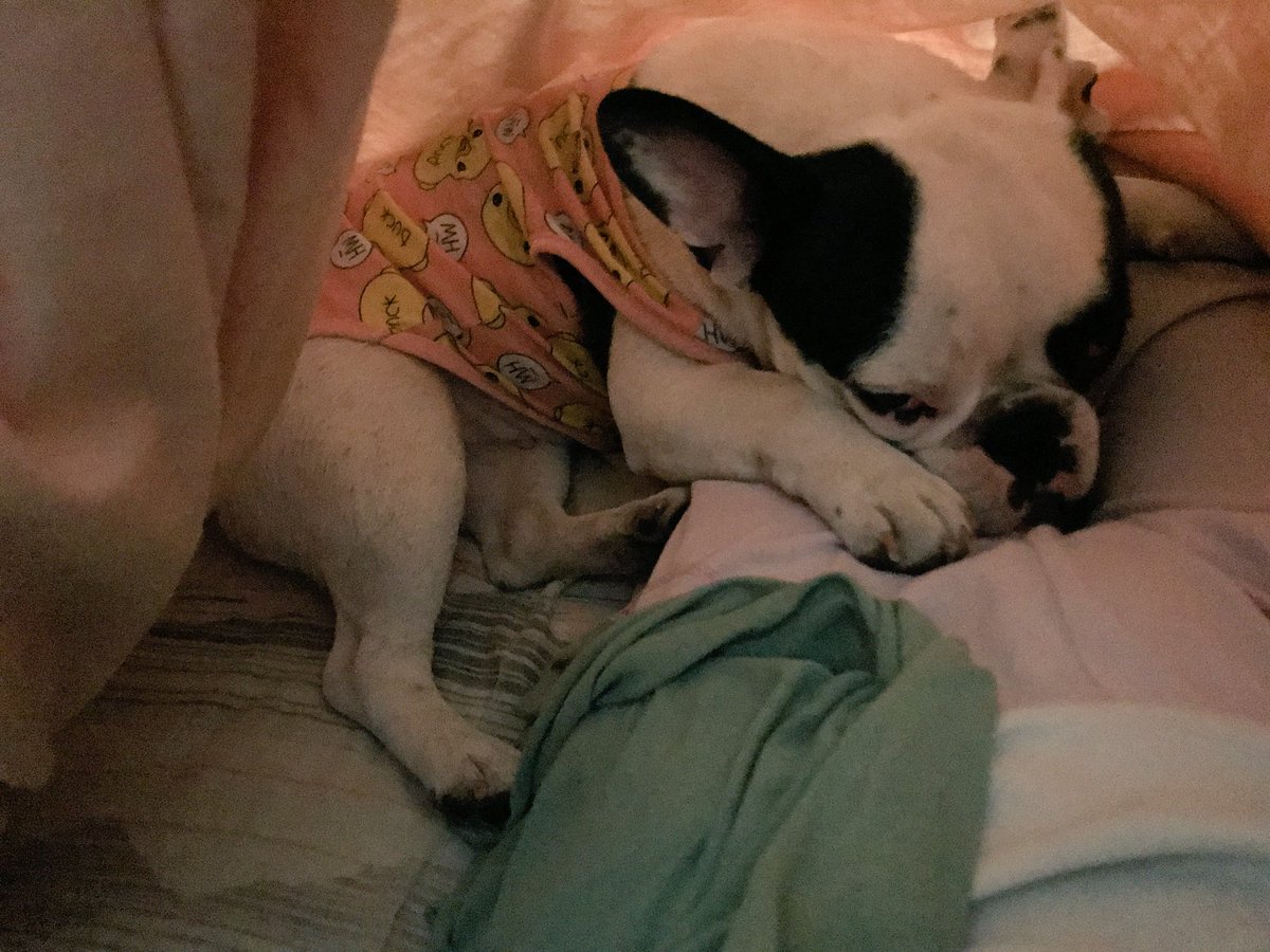 My mom is very afraid of tremors. For my part, I already found a safe place under the blankets and on her legs. 
Don’t worry mami, if something happens I will take care of you from here. ❤️🐾
#alwaystoguether #frenchie 
#loveisintheair #savewhocan #tremor
<a href="/dogcelebration/">CelebrationOfDogs</a>
