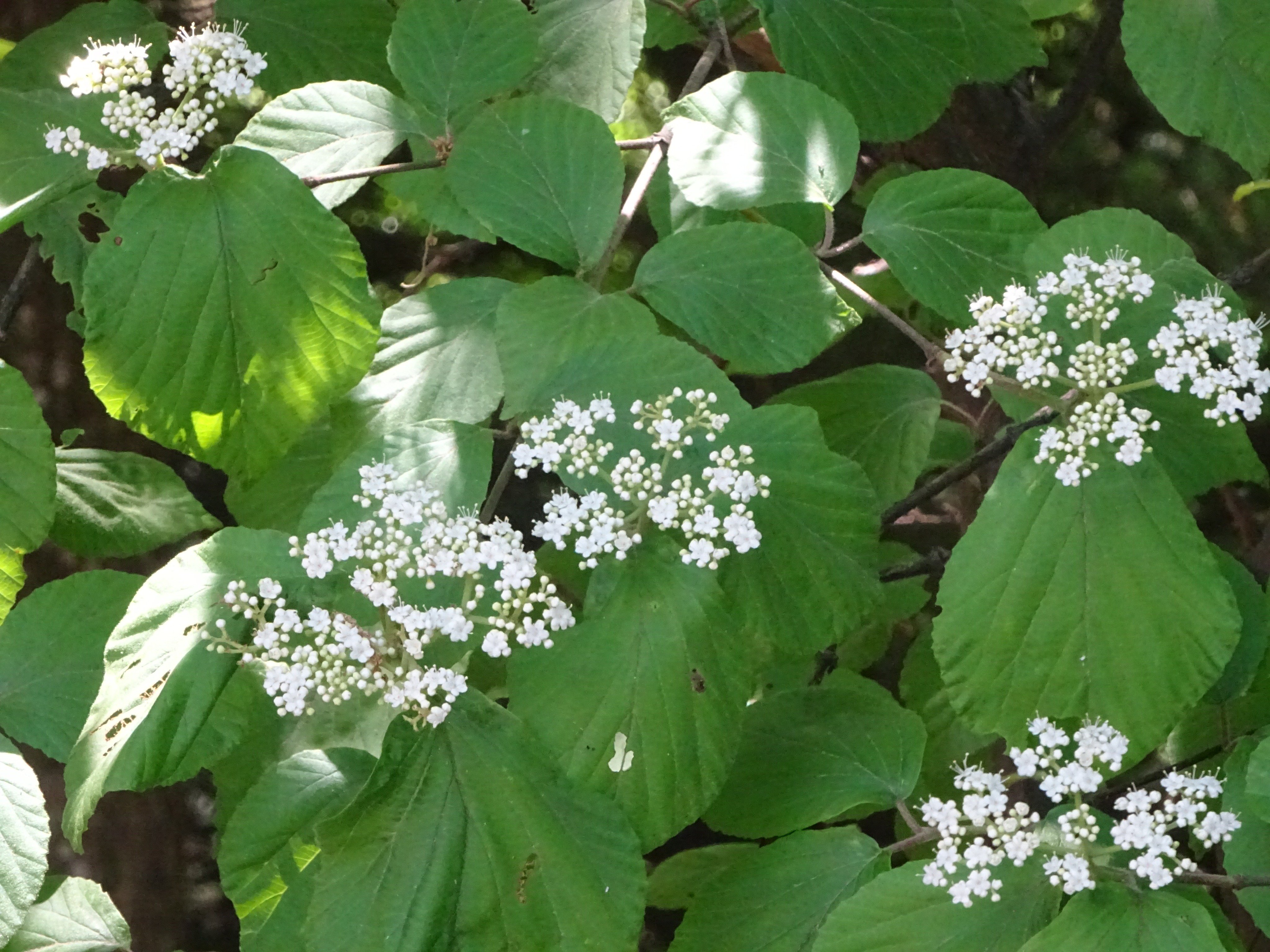高尾ビジターセンター 公式 Twitter இல உள ள ர ガマズミの花が咲き始めています 白い小さな花 がたくさん集まってテーブルのような形を作っています 今の時期の高尾山では白い花を多く観察できます 高尾山 高尾山の植物 高尾山の花 ガマズミ