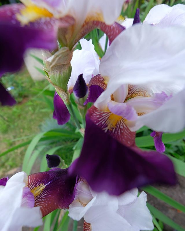 prettypopmusic's tweet image. #flowers in #wideview ift.tt/2KEJaCA