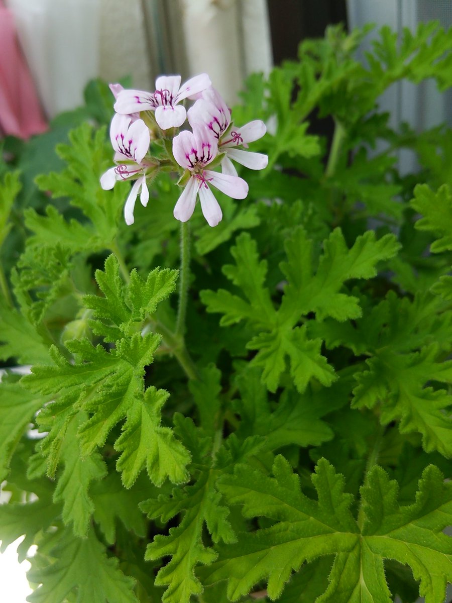窪田 亮 Di Twitter 去年の秋に買った 蚊連草 が活き活きと育っています なんと可愛らしい花も咲いて びっくり 蚊逃草なんて名前でも売っていて 虫除けになるらしいよ ま その効果はどうでもよくて とにかく葉の香りが良いのね レモンの様な柑橘の香り 窪田 亮 Di Twitter 去年の秋に買った 蚊連草 が活き活きと育っています なんと可愛らしい花も咲いて びっくり 蚊逃草なんて名前でも売っていて 虫除けになるらしいよ ま その効果はどうでもよくて とにかく葉の香りが良いのね レモンの様な柑橘の香り