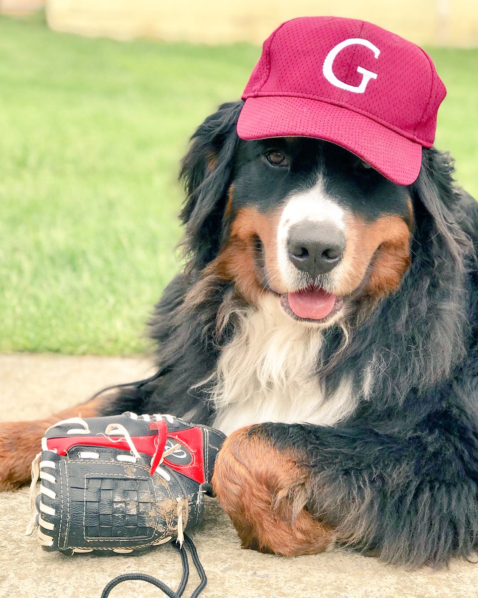 general_sherm's tweet photo. Anyone want to trade rookie cards?? #bernesemountaindog #allstar #bmd https://t.co/zFyXx6qprJ