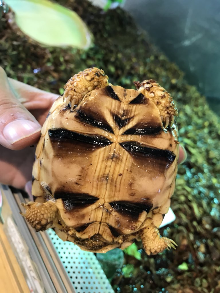 ジュラの杜 爬虫類カフェ 専門店 仙台 ビルマホシガメ在庫あります 繁殖例も多いせいか比較的 手の届きやすい価格で なによりも飼いやすいので安心ですね 登録記号番号170 ビルマホシガメ T Co Ar4cqibb7e Twitter ジュラの杜 爬虫類カフェ 専門店 仙台 ビルマホシガメ在庫あります 繁殖例も多いせいか比較的 手の届きやすい価格で なによりも飼いやすいので安心ですね 登録記号番号170 ビルマホシガメ T Co Ar4cqibb7e Twitter