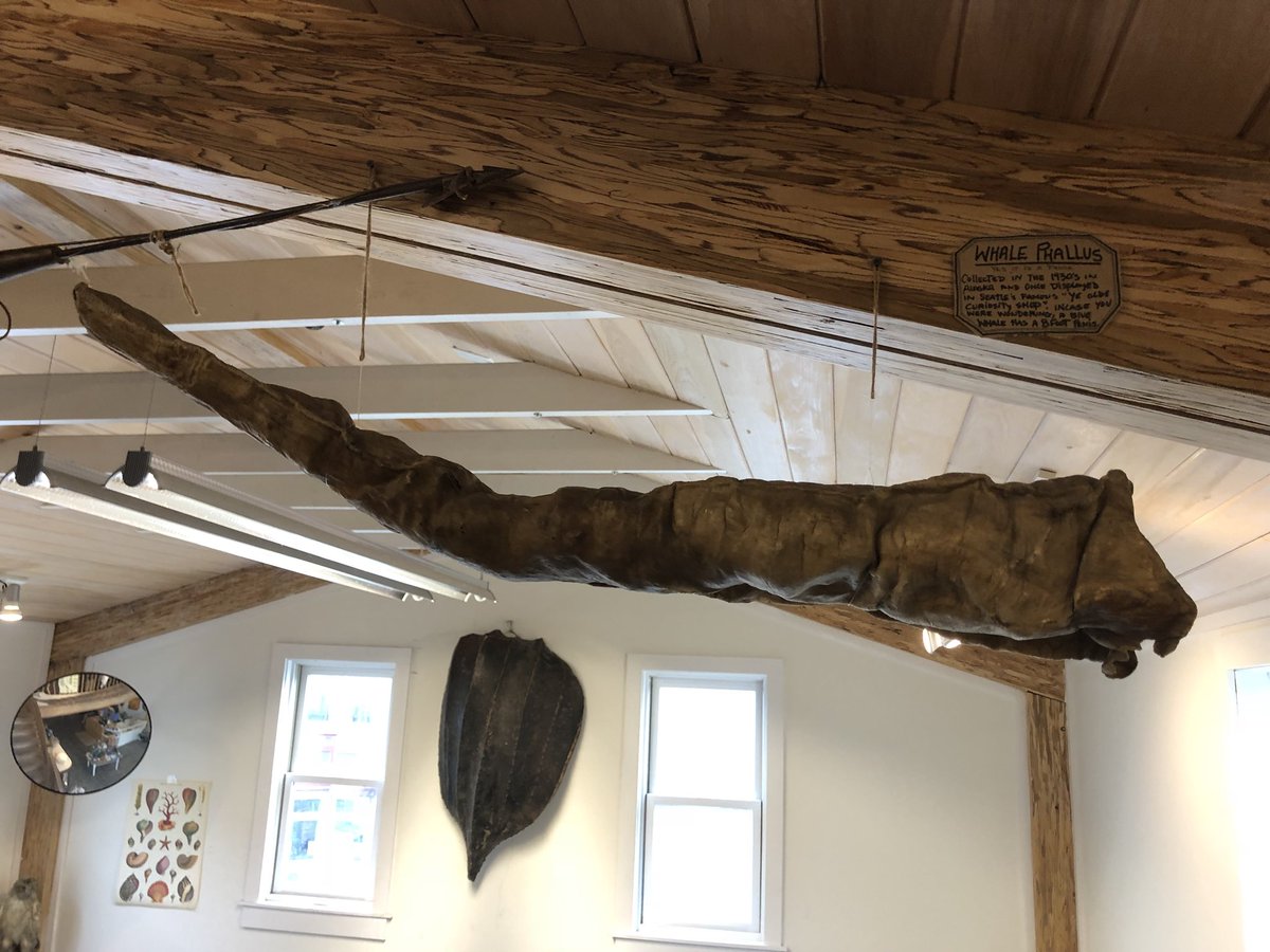 dongwdouglas's tweet image. yeah thats right, thats a 8 foot whale dong right there #hangdong #tonight #babay