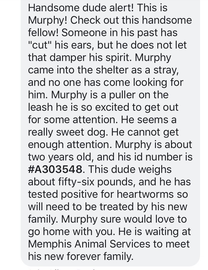 reddogsusie's tweet photo. #TN #MEMPHIS
🆘🆘CRITICAL CJ/Murphy 2yo hw+ boy with his butchered ears Murphy is a very sweet/friendly lad that loves attention & fuss. Longs for a great home to cherish him! Pls #ADOPT #PLEDGE. #RESCUE #FOSTER #A303548
https://t.co/0nQNxbXHp8 https://t.co/G3uirwz33j