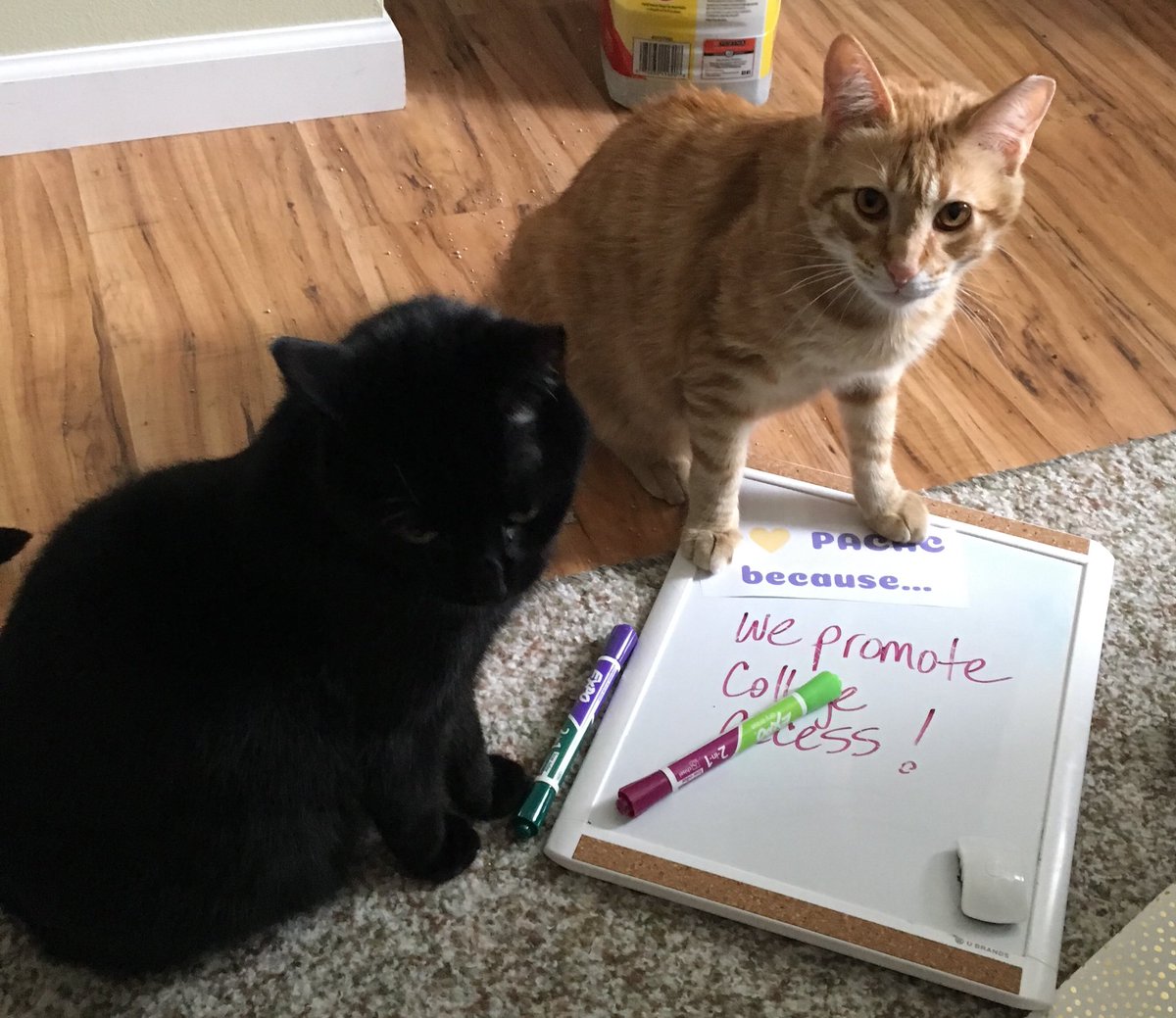kim_mccurdy5675's tweet image. Casey and Kirby McCurdy are ready for #PACACday 2018 #KittensForPACAC