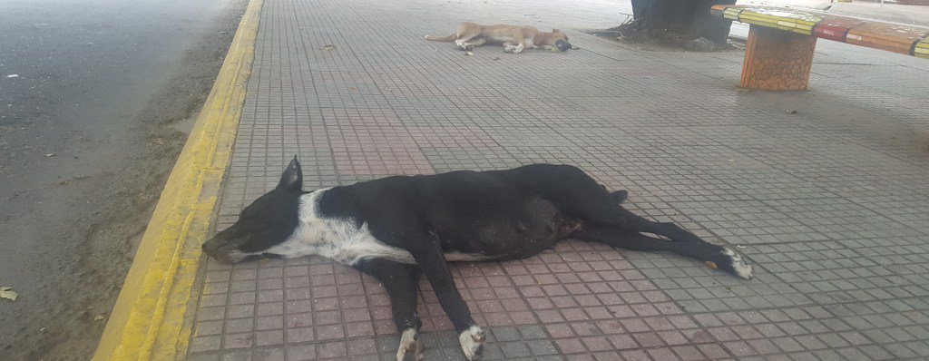 Más perros envenenados en Valledupar rptnoticias.com/2018/05/19/mas…