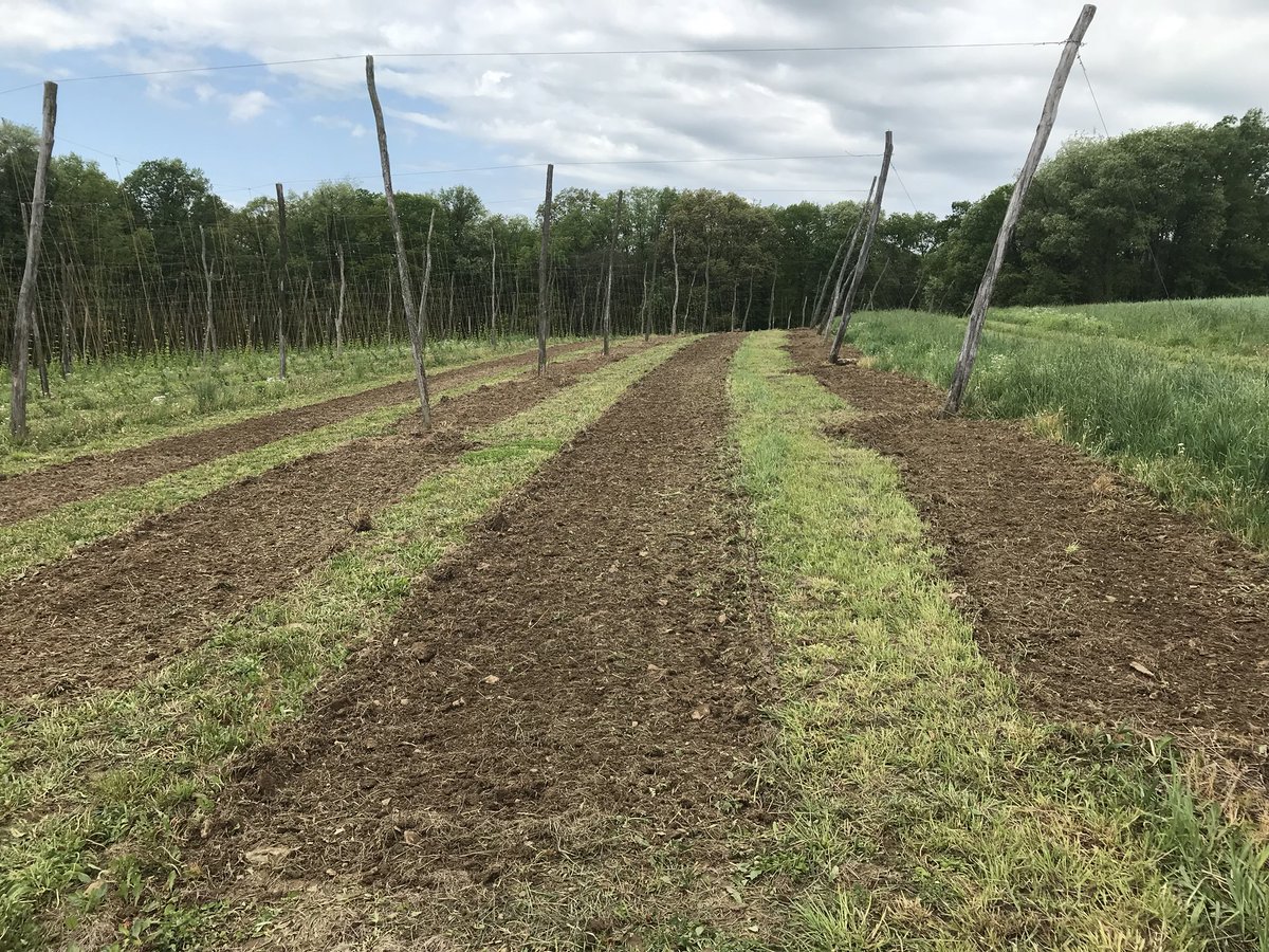 thehopproject's tweet photo. Finished planting the hop yard, 800 crystal rhizomes @Hdazelavender #hazydaze #hops #pahops #pittsburgh https://t.co/BYmceVkKGB