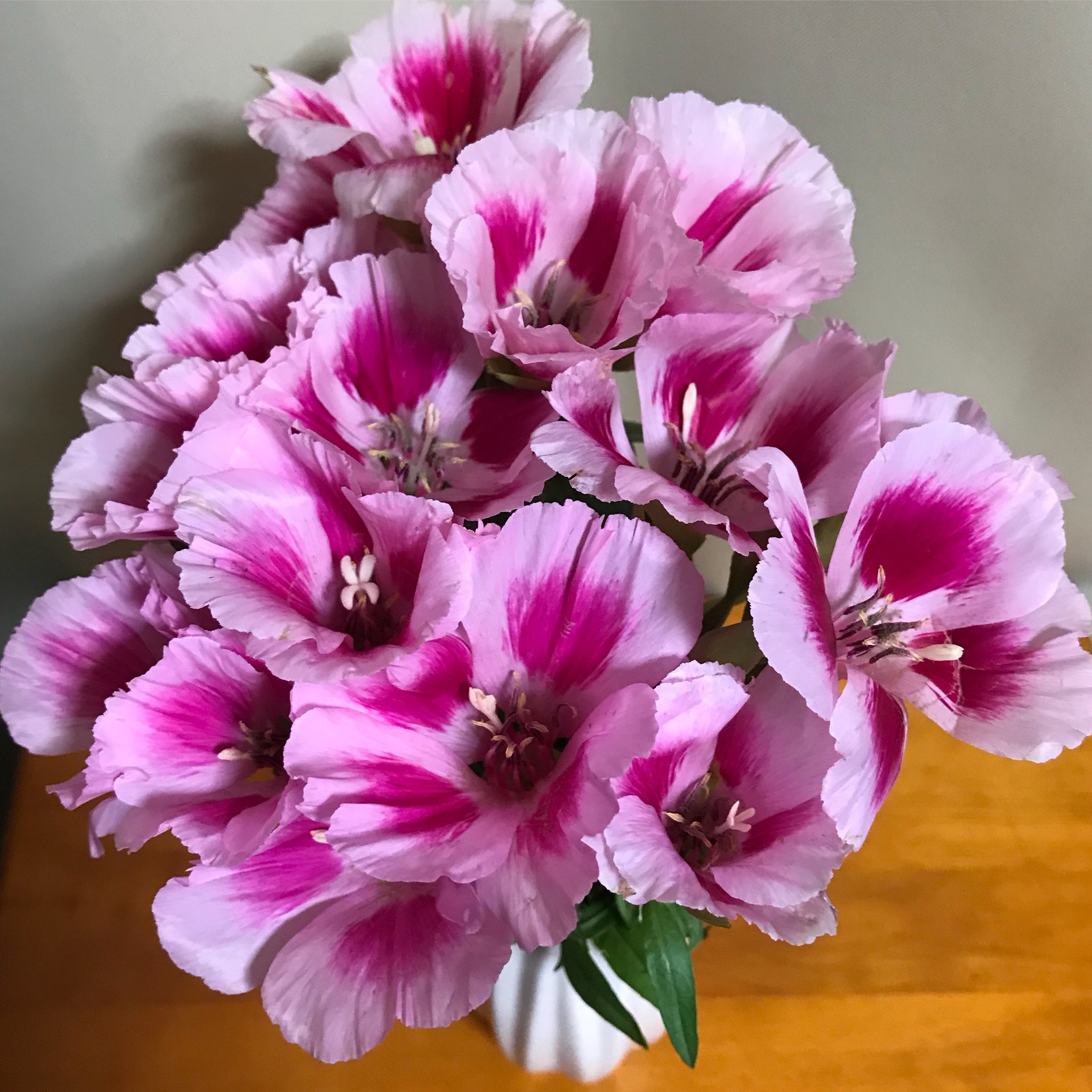 Hi63ki 今日のお花 ゴデチア 花言葉は 変わらぬ愛 お慕いいたします 花 Flower Flowers Ufnefleur 切り花 ゴデチア Godetia 色待宵草 イロマツヨイグサ Farewelltospring 花言葉 花のある暮らし 花写真 日々 癒し ピンク Pink