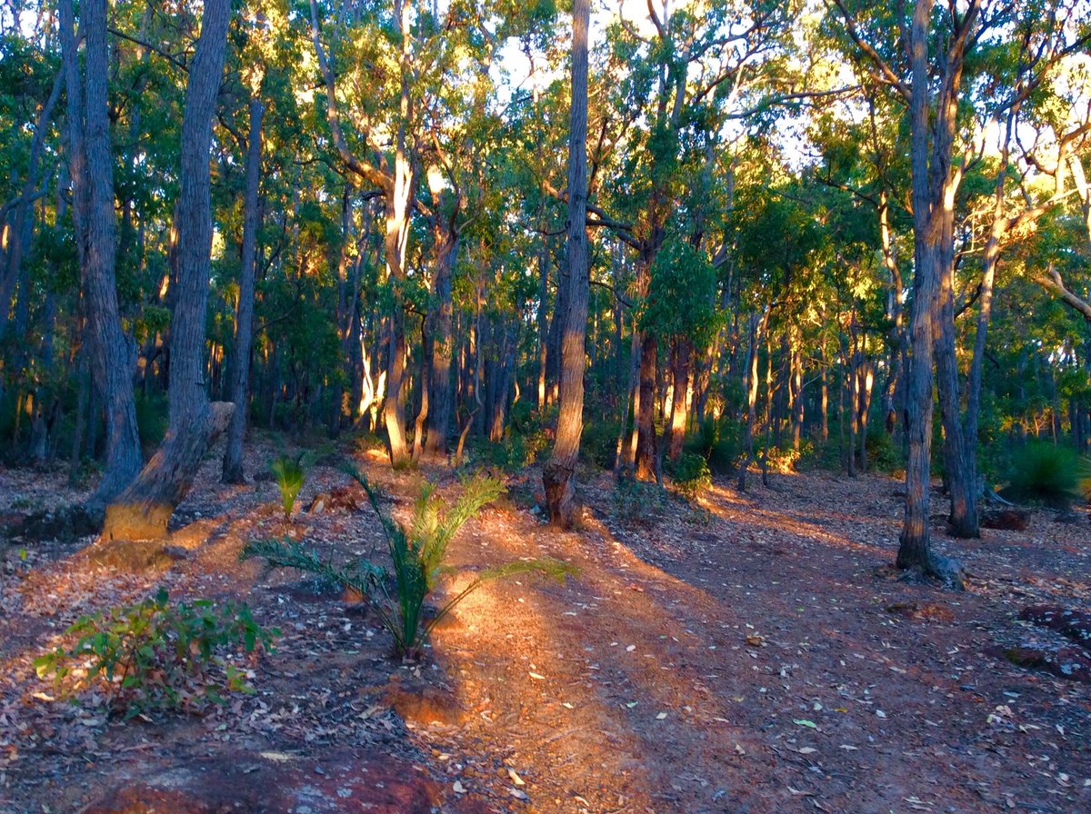 jarrahdale1's tweet photo. If you go down to the #Woods today  #path #walk #trail through the #Serpentine #National #Park #Jarrahdale #EarlyMorning #sun #BreaksThrough #jarrah #forest #ColinHAbbott #ColinHughAbbott #WesternAustralia #gumtrees #beautiful @clairevhill @geeanem @tilly64 https://t.co/flzdzcuTZy